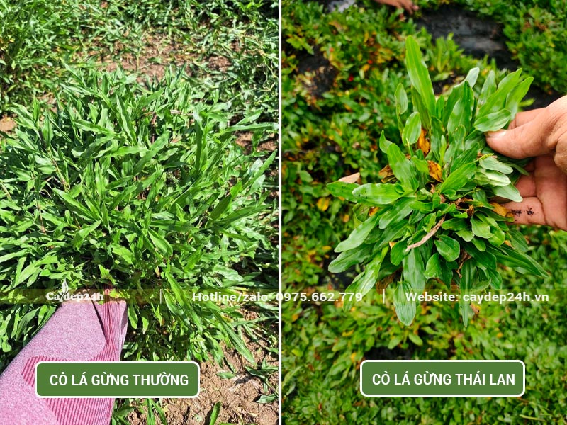 Thu hoạch cỏ Lá Gừng trồng sân vườn biệt thự