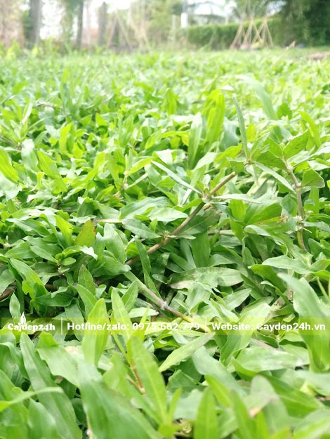Thảm cỏ lá gừng trồng sân bóng
