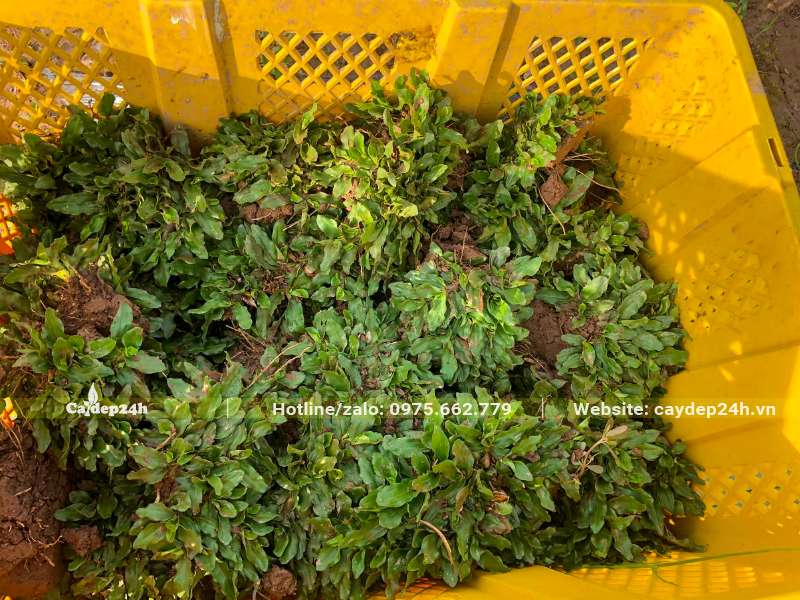 Những miếng cỏ lá gừng thái kích thước đều nhau, chuẩn bị đêm cấy