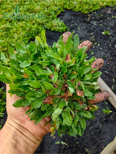 Miếng cỏ lá gừng Thái Lan đường kính 10 - 12cm