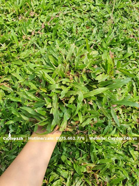 Cỏ Lá Gừng thường còn được gọi là cỏ lá tre