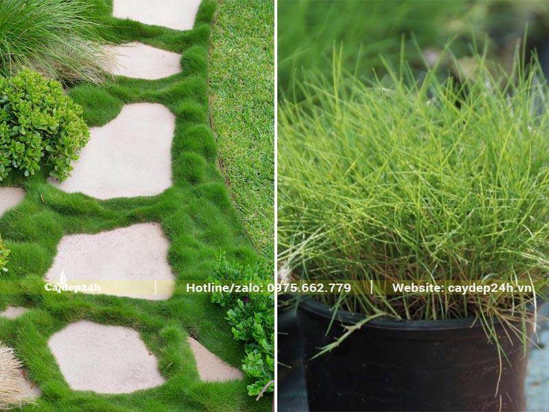 Cỏ Lông Heo trồng xen kẽ trong lối đi sân vườn bằng đá tự nhiên