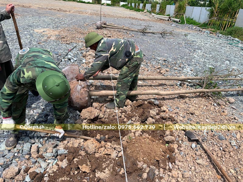 Công nhân đang trồng cây hoa Ban cho cảnh quan tòa nhà văn phòng tại Ninh Bình