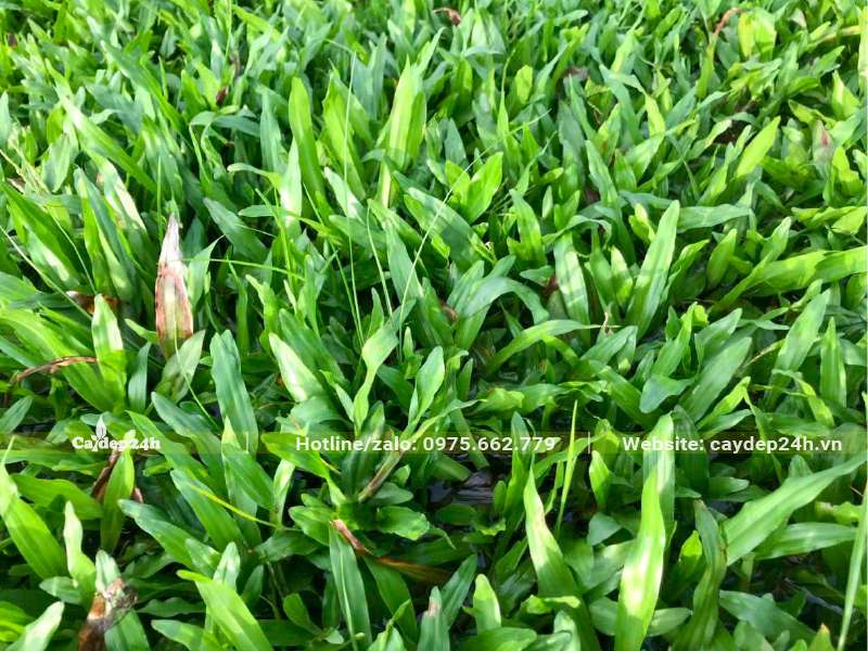 Thảm Cỏ Lá Gừng xanh tươi, kích thước lá dài khoảng 6 - 10cm
