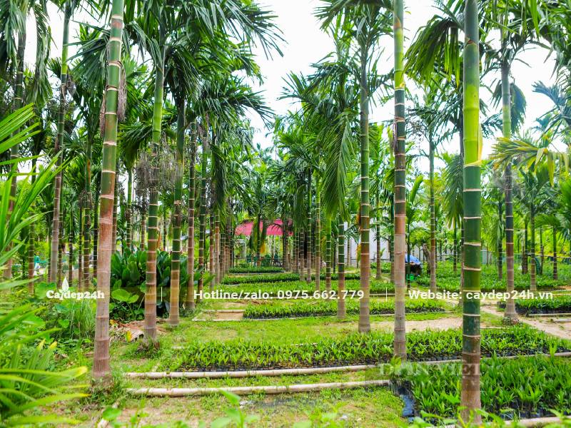 Vườn trồng cây Cau ăn trầu lâu năm