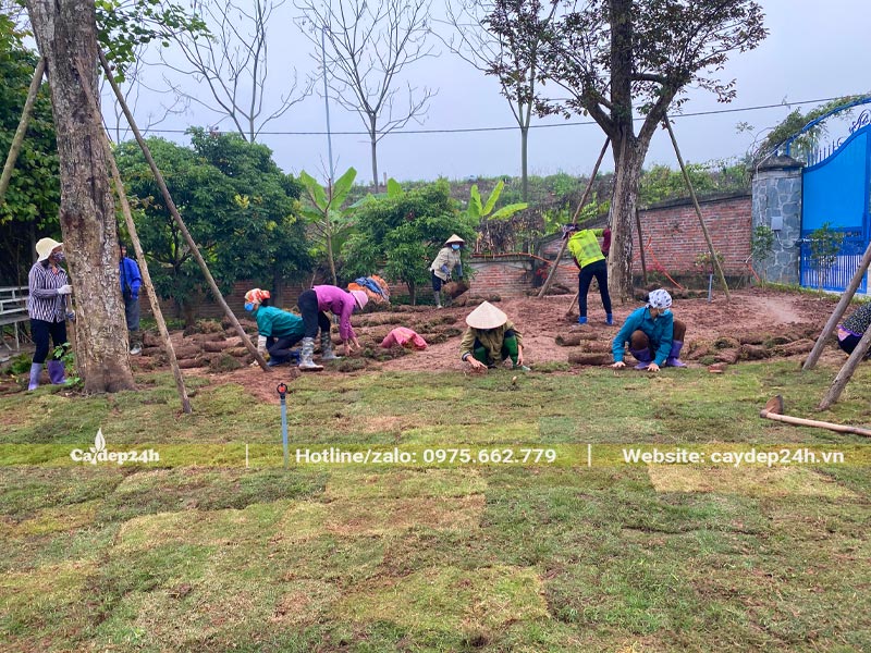 Công nhân đang phủ kín mặt đất bằng những thảm cỏ Nhung Nhật