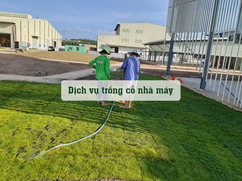 Công nhân đang thi công trồng cỏ cho khuôn viên nhà máy