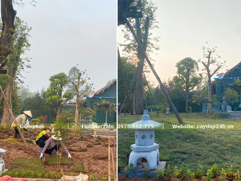 Công nhân đang thi công cây trồng nền thảm cho một khu sinh thái tại Hà Nội