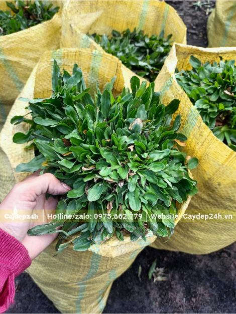Cỏ Lá Gừng Thái Lan miếng lớn, đường kính 15 - 20cm