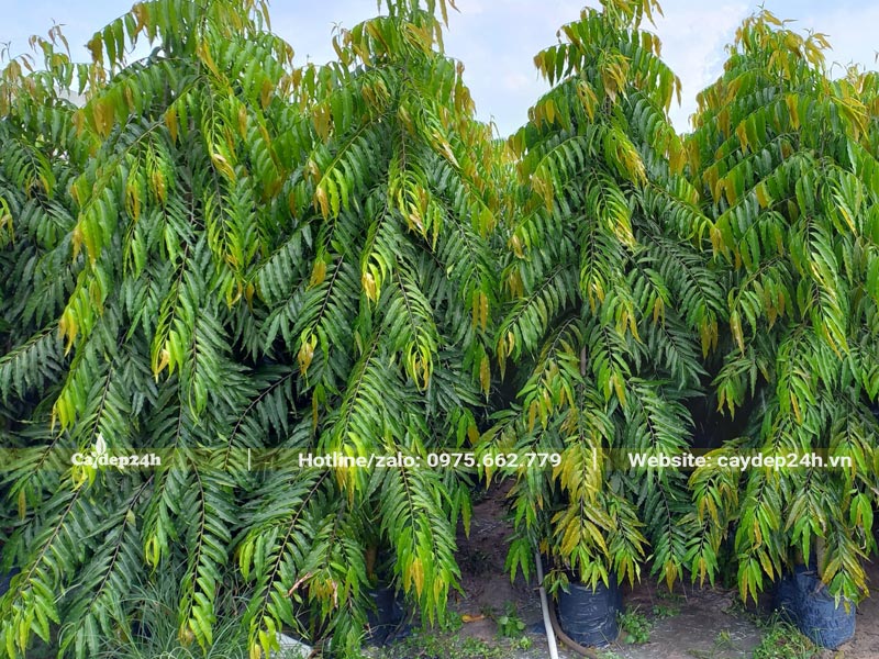 Vườn dưỡng cây Hoàng Nam trồng hàng rào, chiều cao hơn 2m
