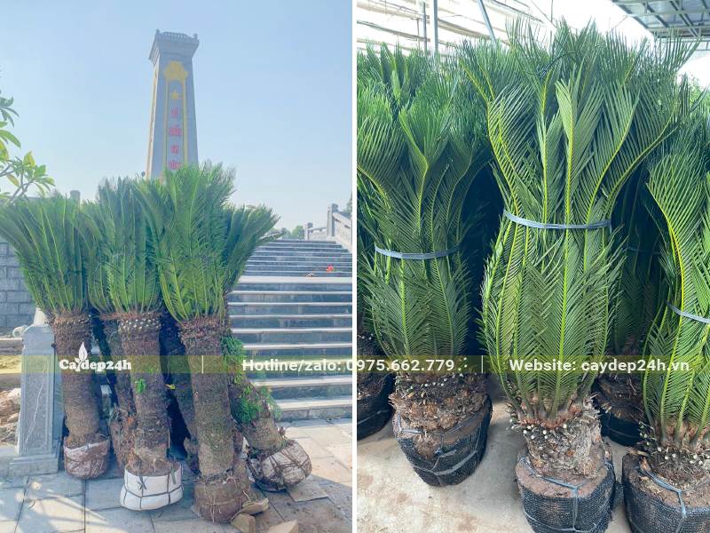 Bán và trồng cây Vạn Tuế tâm linh cho khu nghĩa trang liệt sĩ