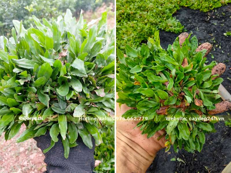 Những miếng cỏ lá gừng thái đường kính 10cm