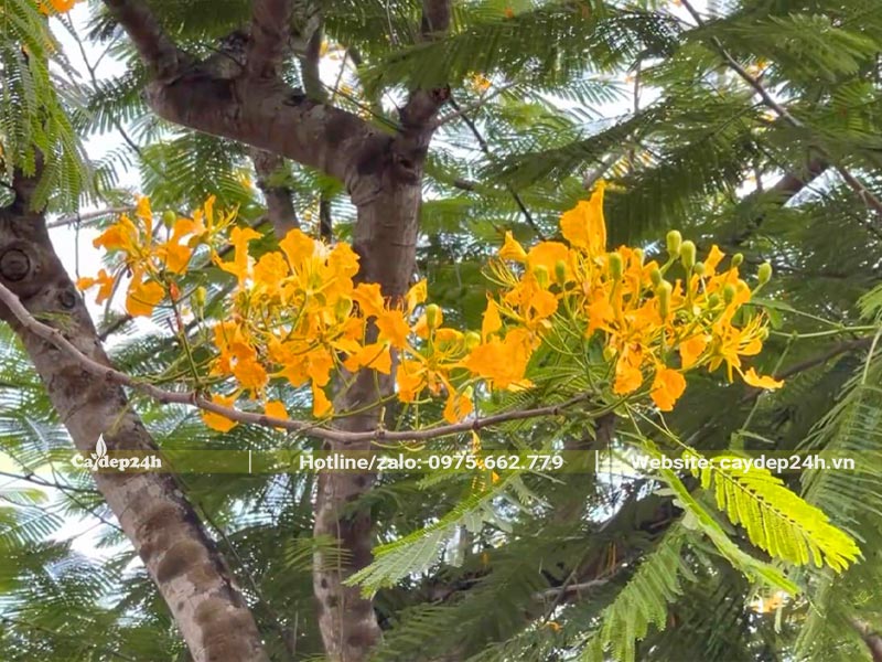 Những chùm hoa Phượng Vàng đang bung nở trên cây