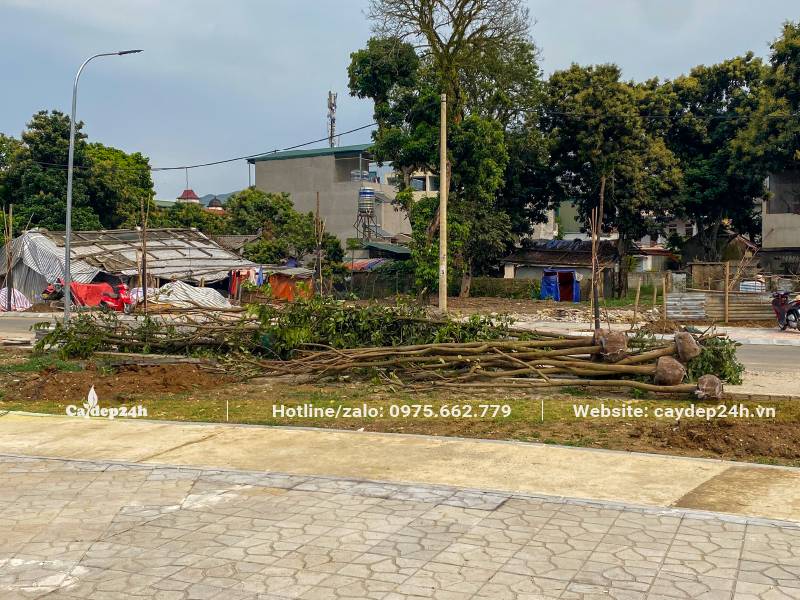 Hàng trăm cây Ban Tây Bắc công trình được giao đến địa điểm thi công