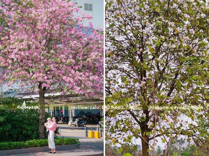 Cây hoa ban Tây Bắc màu trắng hồng nở rực rỡ 