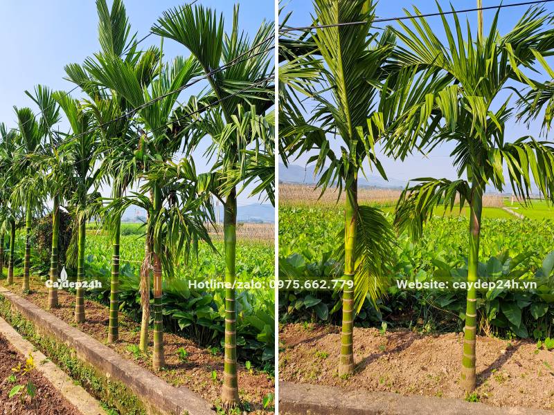 Hàng cây Cau lóng thân cao từ 1 - 1,5m