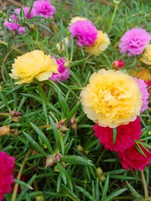 Cây hoa Mười Giờ bông kép màu sắc rực rỡ