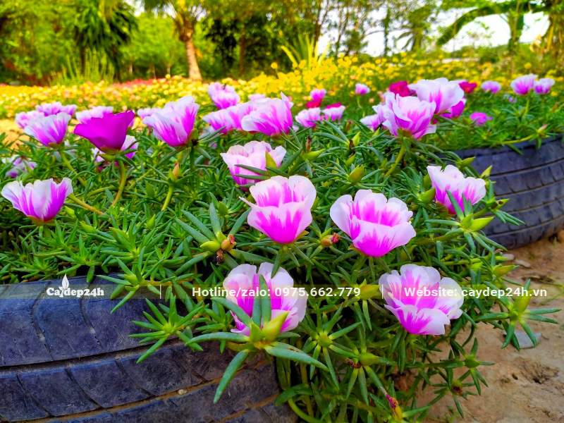 Cho đất vào lốp xe cũ và trồng cây Hoa Mười Giờ để trang trí sân vườn