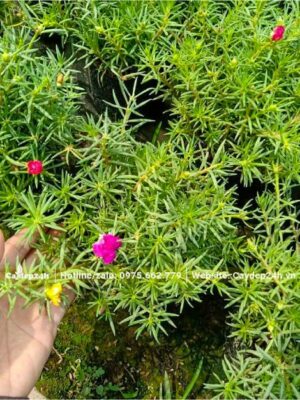 Cây hoa 10 giờ nuôi trồng trong châu, chiều cao khoảng 15cm