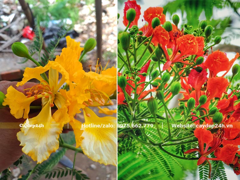 Bông hoa Phượng Vĩ vàng và phượng vĩ đỏ