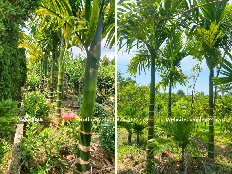 Vườn cây Cau Ta mới lớn, chuẩn bị ra hoa