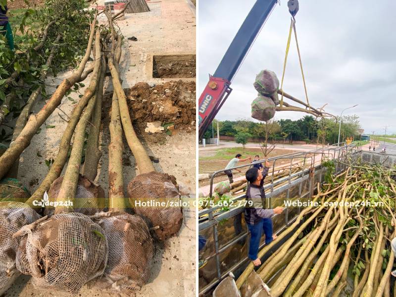 Dừng cần cẩu đưa cây Ban Trắng từ trên thùng xe xuống điểm tập kết trước khi dải đến hố trồng