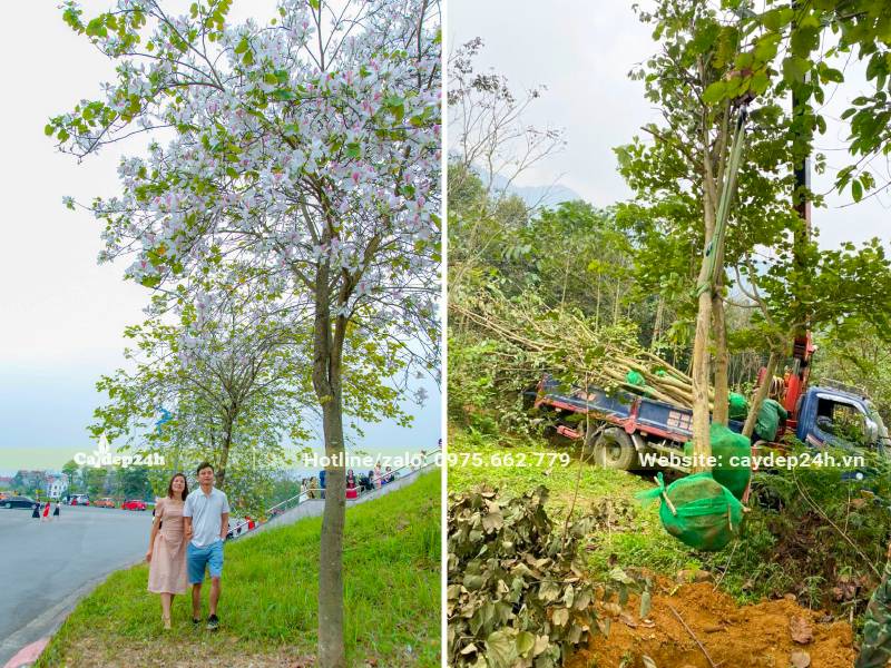 Cây hoa Ban Tây Bắc trồng công viên tại Việt Trì (Phú Thọ)