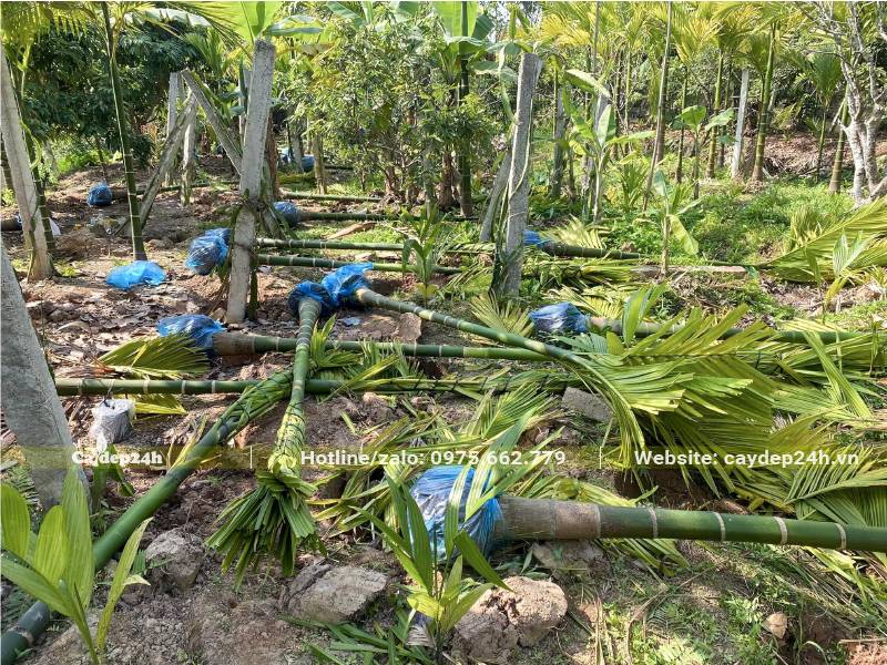 Bứng cả trăm cây Cau Ta lóng cao hơn 1m