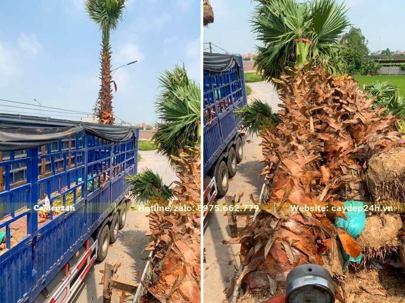 Cẩu hàng chục cây Cọ Mỹ lóng thân cao 3m