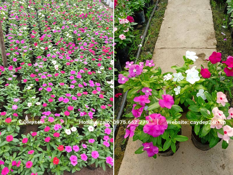 Nhà vườn có sẵn số lượng lớn cây Dừa Cạn trồng nền thảm, đủ mọi sắc hoa