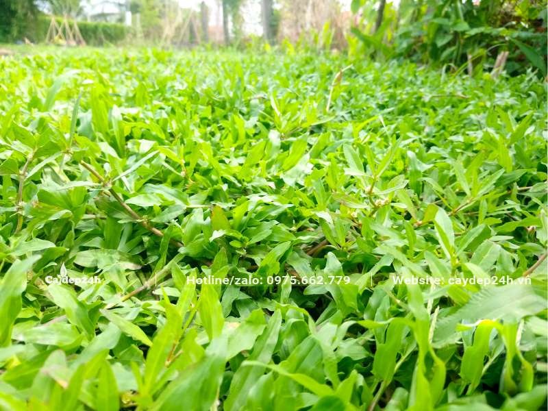 Thảm cỏ Lá Gừng ta xanh mướt