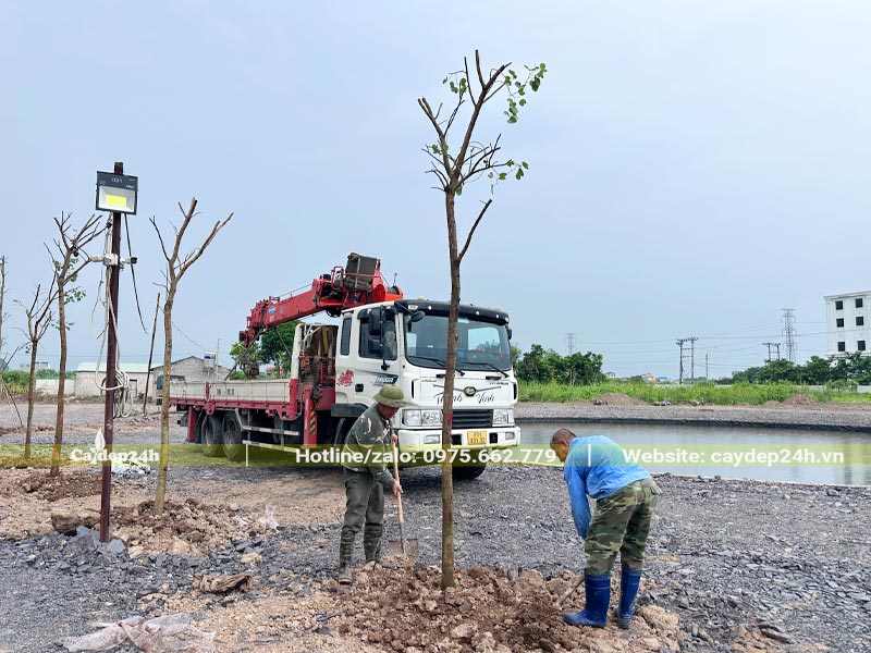 Công nhân đang lấp đất cho cây hoa ban mới trồng
