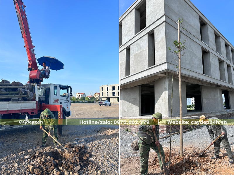 Công nhân đang đào hố để trồng cây Bàng Đài Loai chiều cao 4m