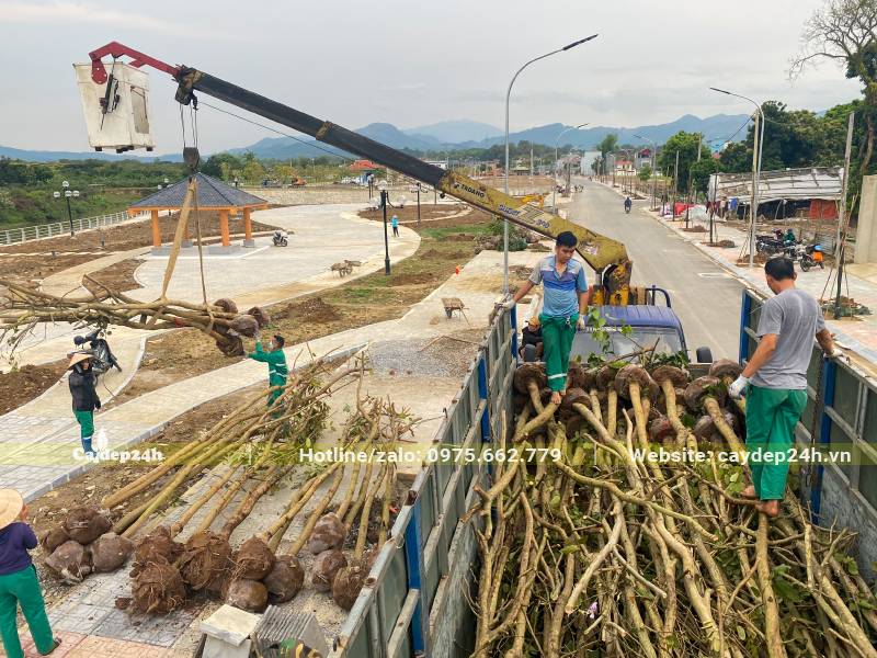 Hơn 200 cây Ban Tây Bắc được vận chuyển giao tận công trình 