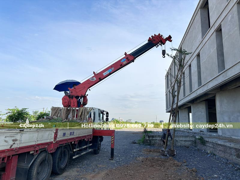 Càn cẩu đang hạ cây Bàng Đài Loan xuống vị trí trồng đã xác định