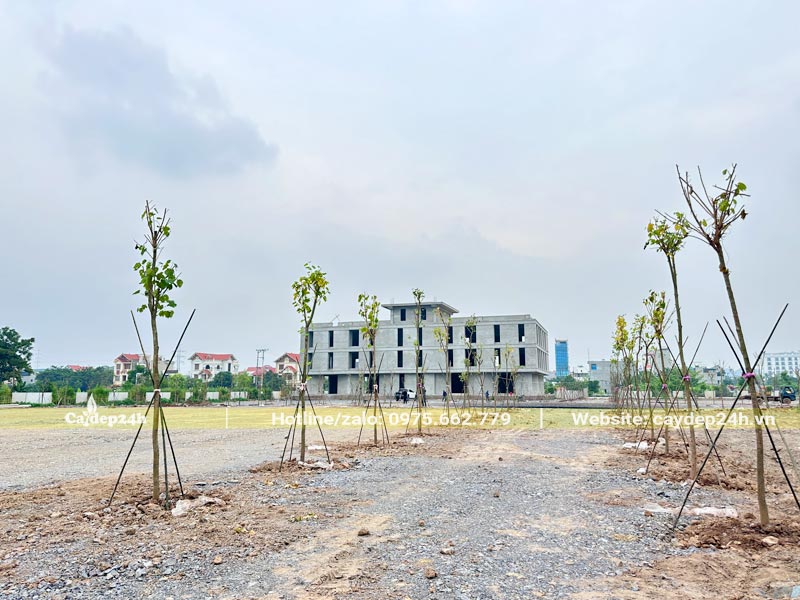 Trồng cây Ban hai bên lối đi dẫn vào công trình văn phòng tại Ninh Bình