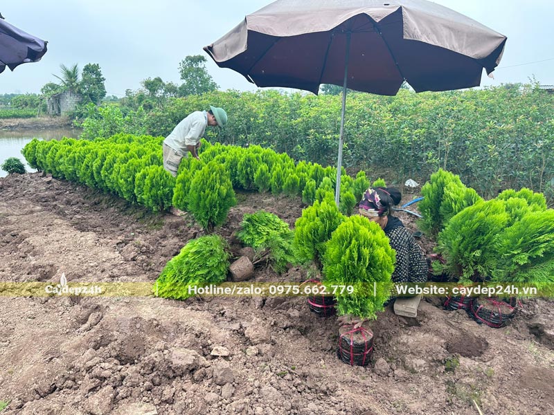 Nhà vườn đang bứng bầu và chuẩn bị hàng trăm cây Trắc Bách Diệp cho dự án Nhà Máy Dong Yang Hải Phòng