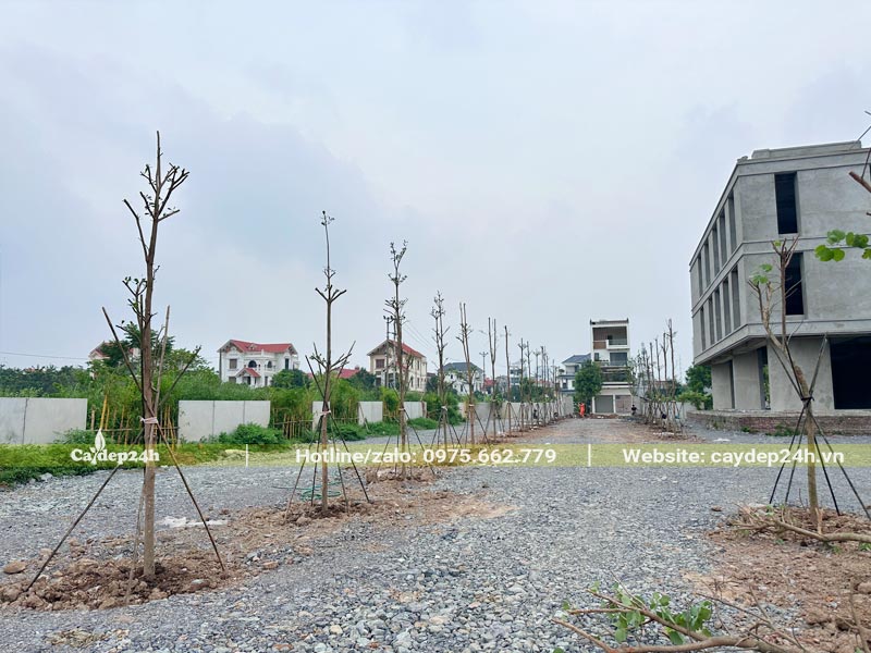 Cây trồng nào cũng được chống 4 cọc để cố định