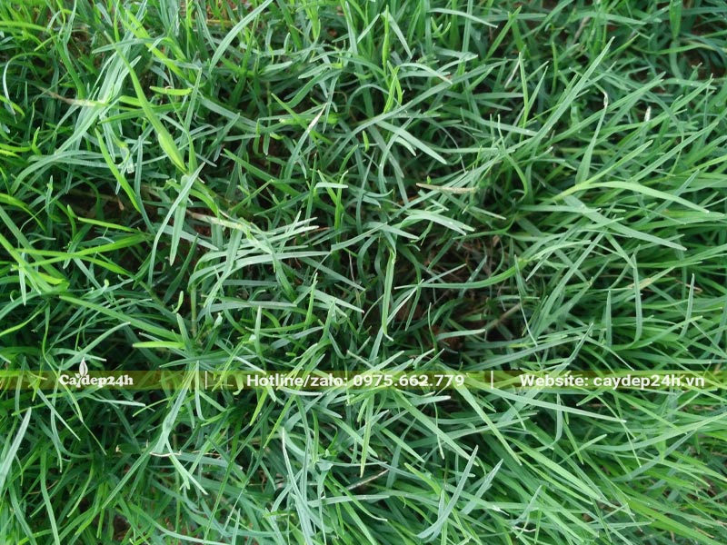 Thảm cỏ Bermuda trồng công trình, sân vườn biệt thự