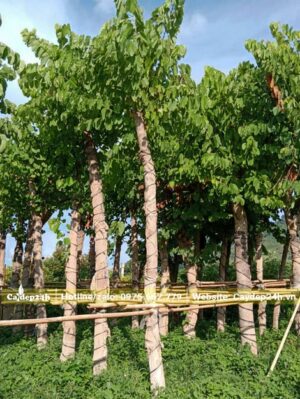 Hàng dâm ủ chất lượng, đường kính thân 10cm (đo cách gốc 1m)
