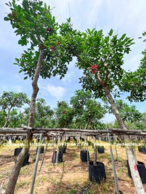 Thoát thân khoảng 3,5 - 4m cây đang ra hoa những chùm hoa đỏ đầu tiên sau thời gian dâm ủ