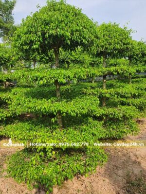 Cây Sanh dáng trụ, tán hình tháp đẹp