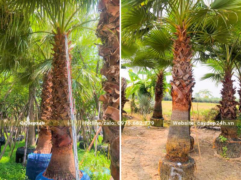 Cọ Mỹ công trình lóng thân cao từ 3m trở lên