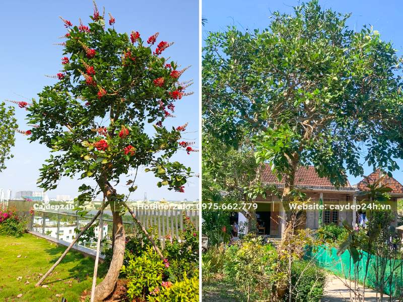 Cây hoa Osaka đỏ trồng sân vườn và trước cổng nhà