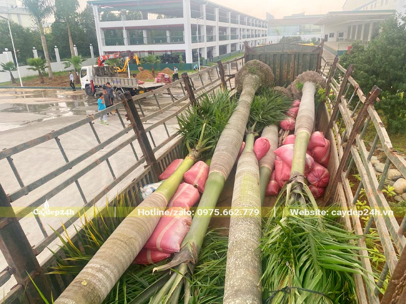 Gần trăm cây cau vua lóng cao 5 - 6m được tập kết tại công trình