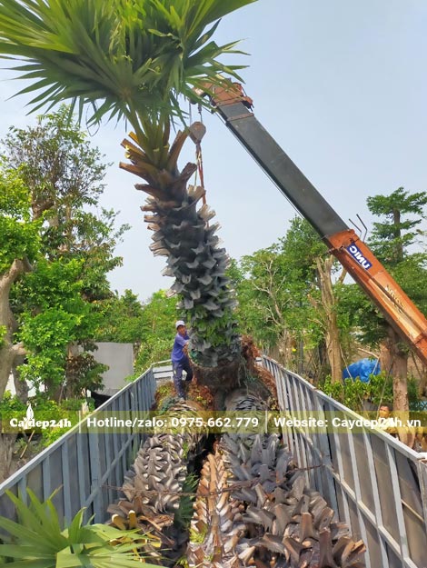 Xếp những cây Thốt Lốt cao hơn 5m lên thùng xe kéo lớn