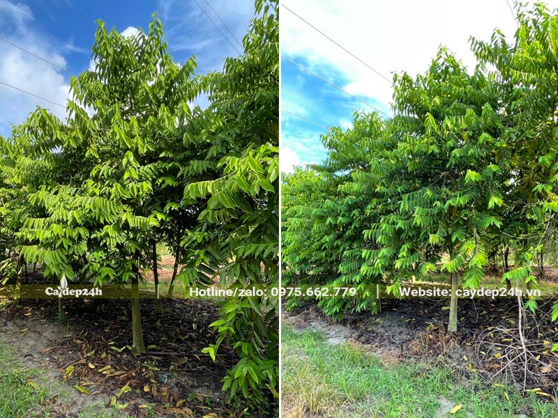 Vườn trồng cây hoa Hoàng Lan Công Chúa Lâu Năm đường kính gốc từ 10cm trở lên