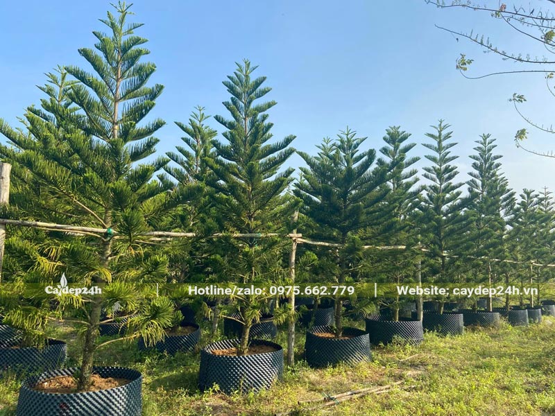 Dâm ủ số lượng lớn cây Tùng Bách Tán chiều cao từ 3 - 4m