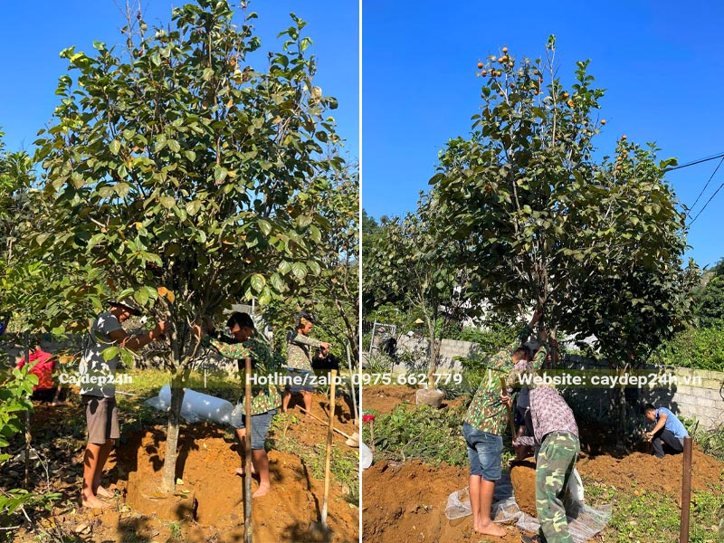 Mua và bứng bầu cây Hồng Tết lâu năm, chiều cao khoảng 3,5m
