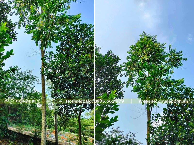 Cắt tỉa cành lá cho cây Hoàng Lan Công Chúa lâu năm
